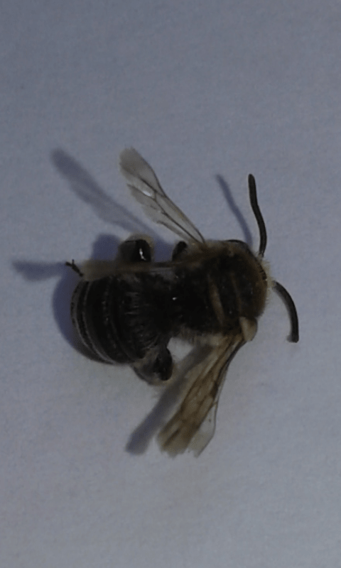 Apidae Halictinae ; Nomiapis sp.? S, Nomiapis diversipes, maschio
